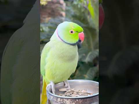 Ringneck Parrot Natural Voices #parrot #talkingparot #nonstoptalkingparrot #shorts