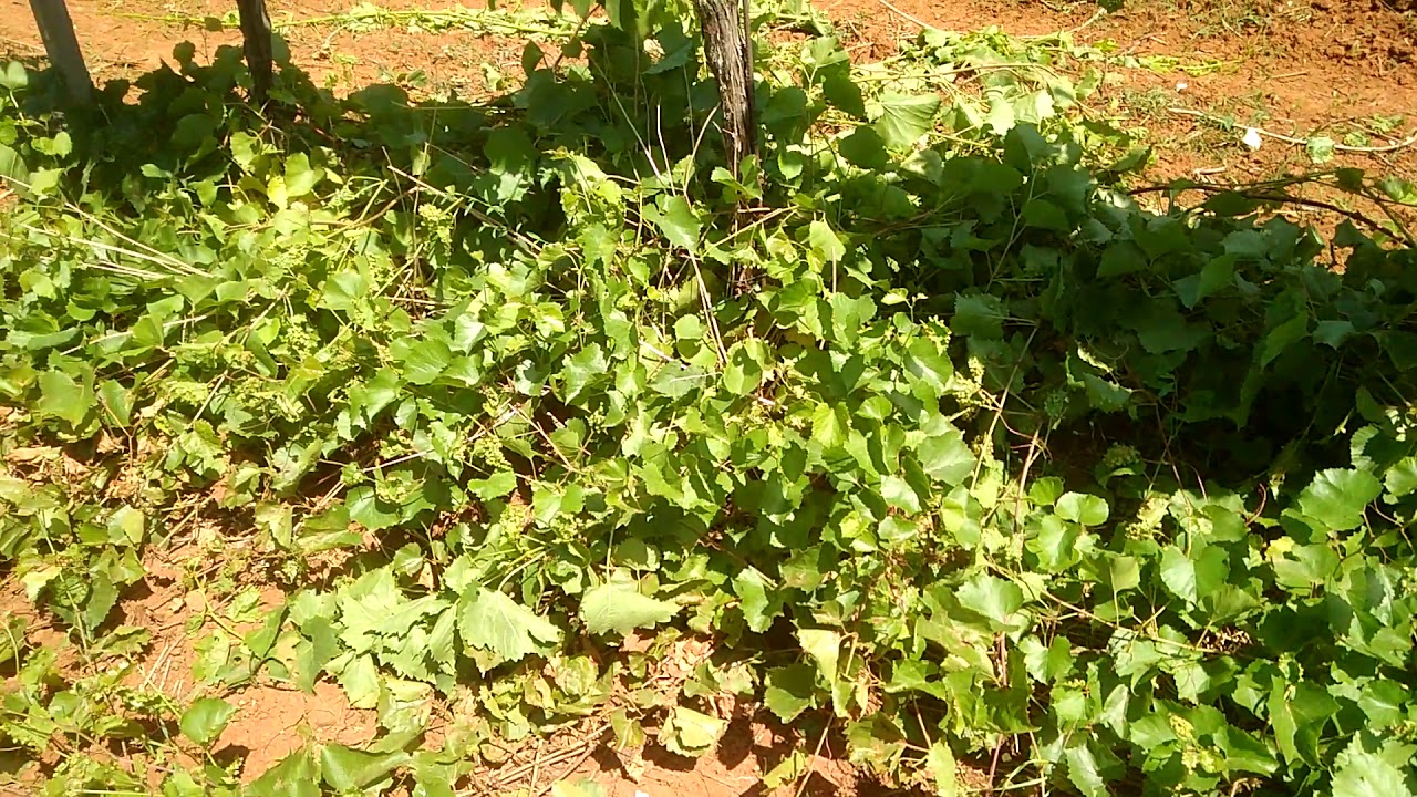 ЗАРОСЛИ ТРАВЫ В ВИНОГРАДНИКАХ ИСТРИИ - YouTube
