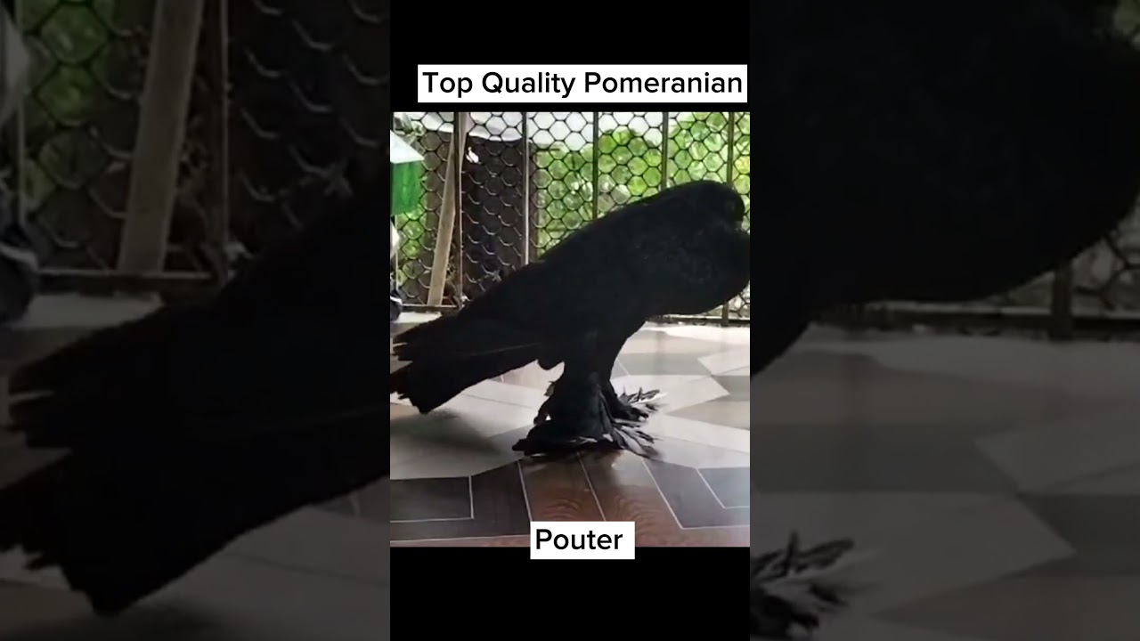 Top Quality Pomeranian Pouter | Top 10 Mumbai Pigeon Lover 