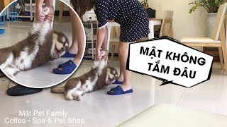 Mật nằm ăn vạ để trốn tắm  Mật Spa