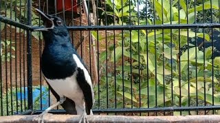 Kacer macet bunyi sekali pancing langsung bersuara gacor