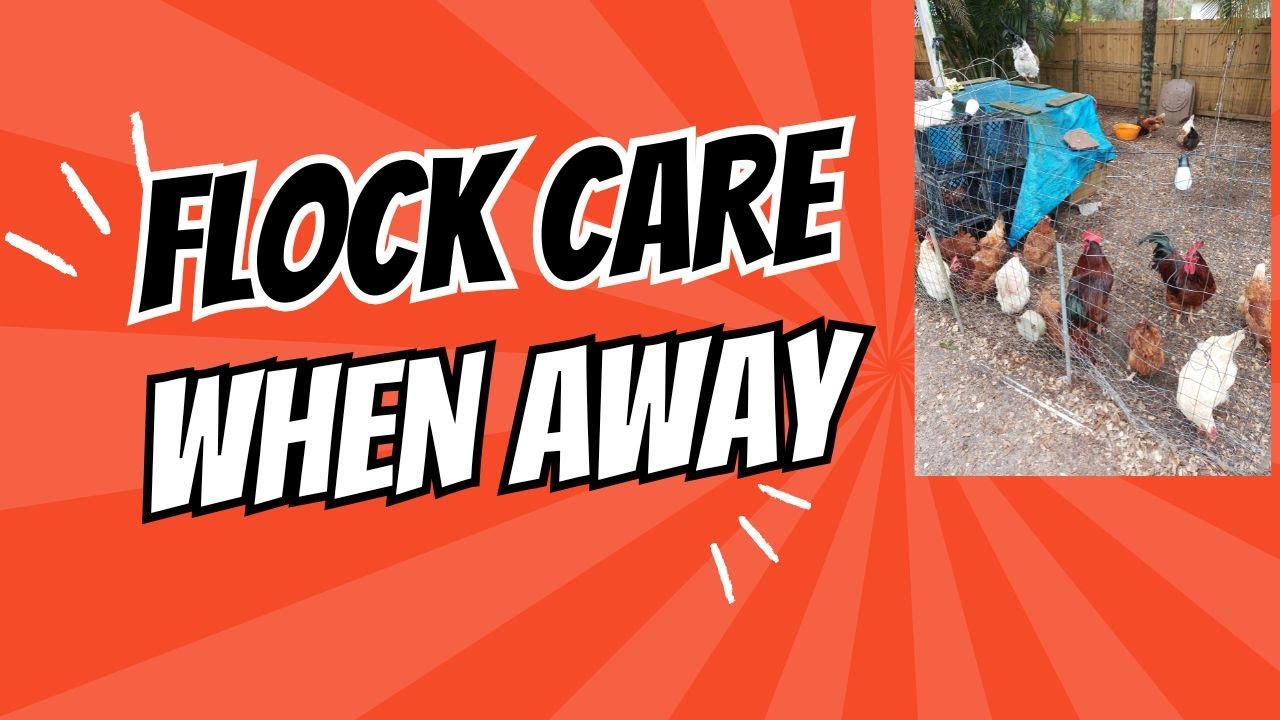How To Manage Your Flock When You're Gone For The Day