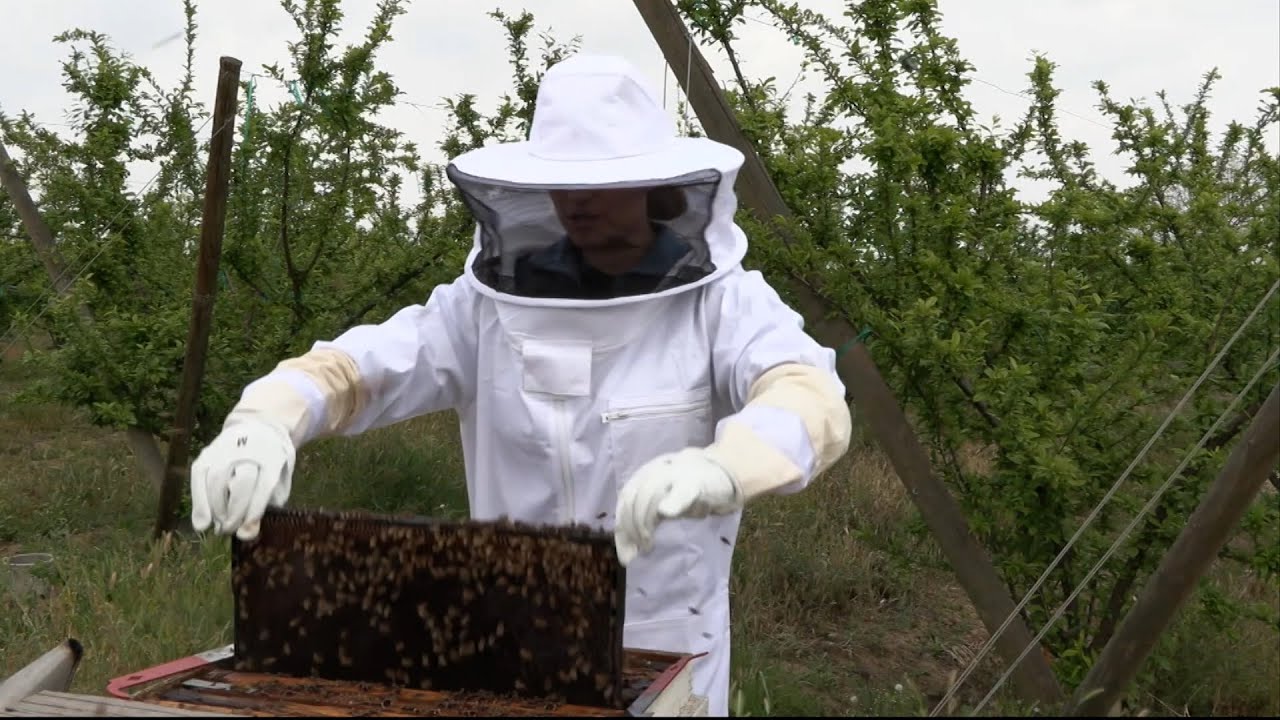 Beekeepers turn to anti-theft technology as hive thefts rise