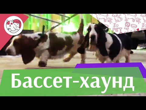 Бассет-хаунд на ilikepet