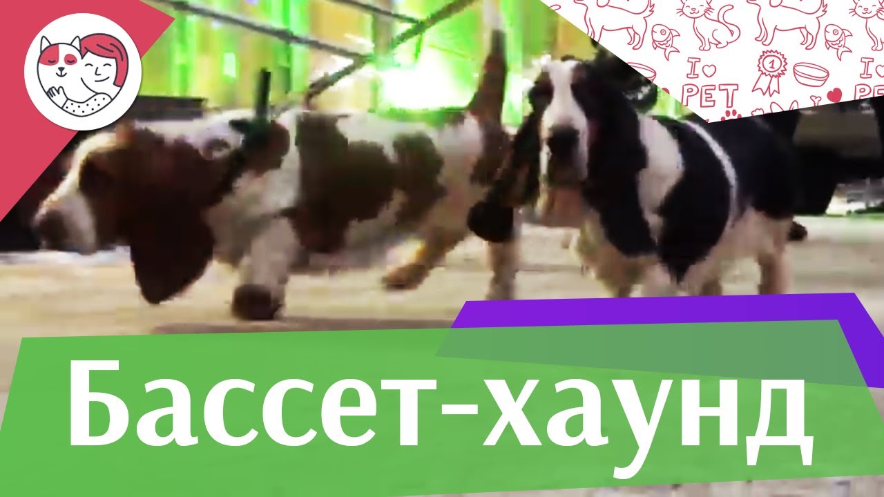 питомцы кукол лол Бассет-хаунд на ilikepet