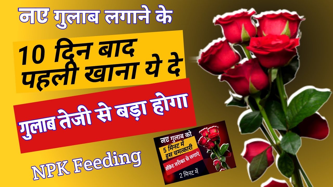 Can NPK Fertilizer Really Boost Rose Plant Growth in 10 Days?