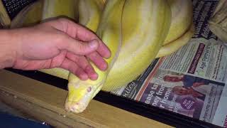 Famous Stroking 13ft Reticulated Python before cleaning Net Worth