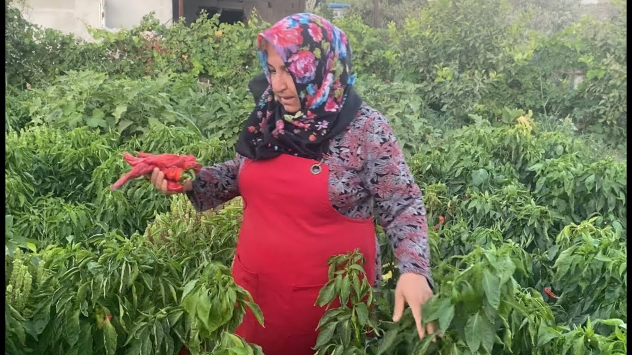 ALLAH'IN BEREKETİ TOPRAĞIMIZA YAĞDI💯VATANIMIZIN BEREKETLİ TOPRAKLARINDAN İLK MAHSULÜMÜZÜ TOPLADIK