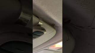 The scream I scrumpt when I went to go touch the garage opener.  #spider #daddylonglegs #spiders