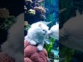 Catfish #youtubeshorts #cats