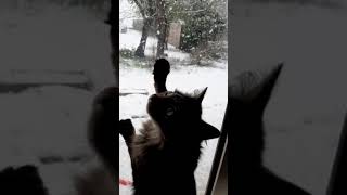 Mon Chat Aime La Neige