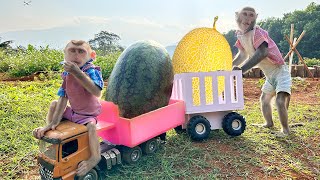 Daddy Bim Bim Drives Baby Monkey Obi To Harvest Watermelons