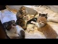 【子猫】寝起きでぽや顔。ヘソ天で遊ぶ子猫たち【スコティッシュフォールド】