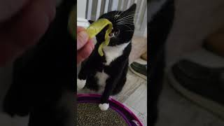 Sia loves these fish toys!! #cat #catlover #funnycats