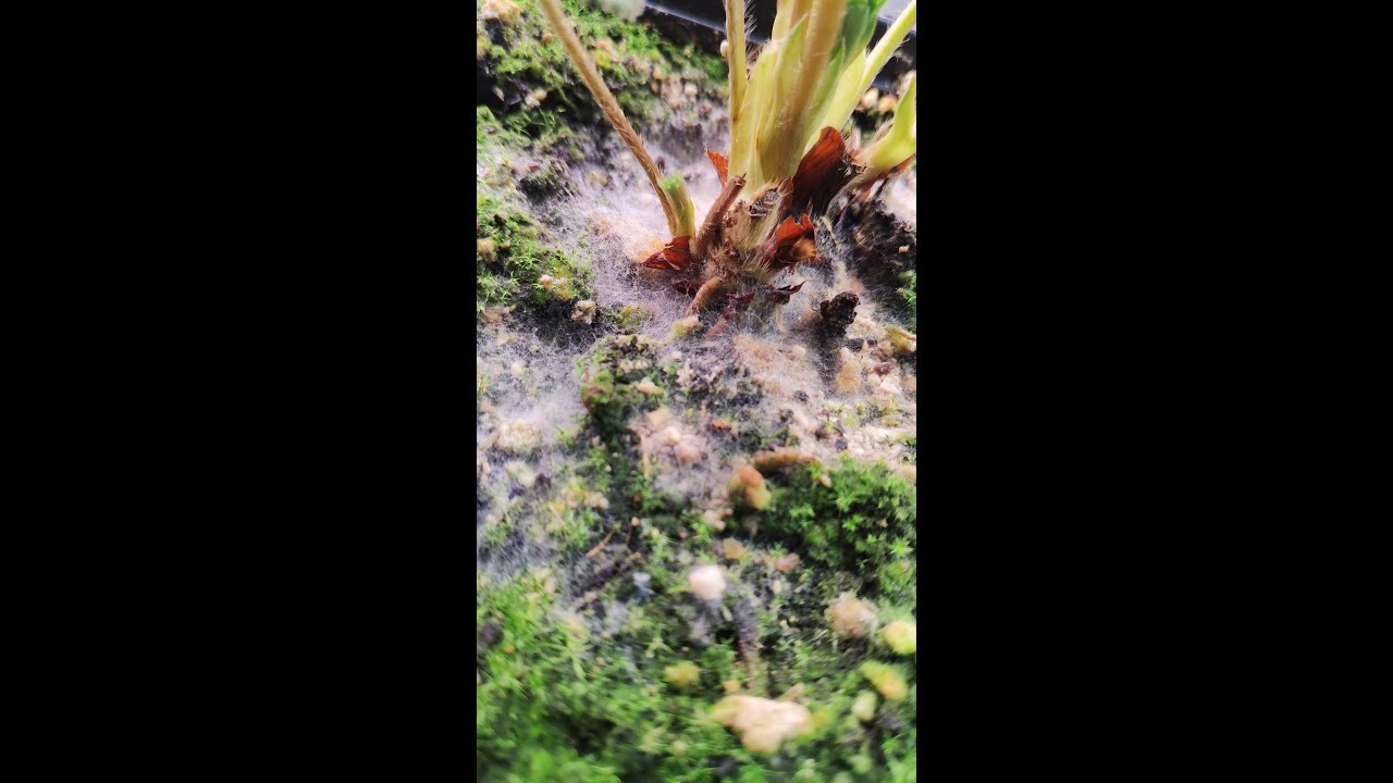 ЭТО НЕ ПЛЕСЕНЬ! Стимулятор Green House "Powder Feeding" в действии