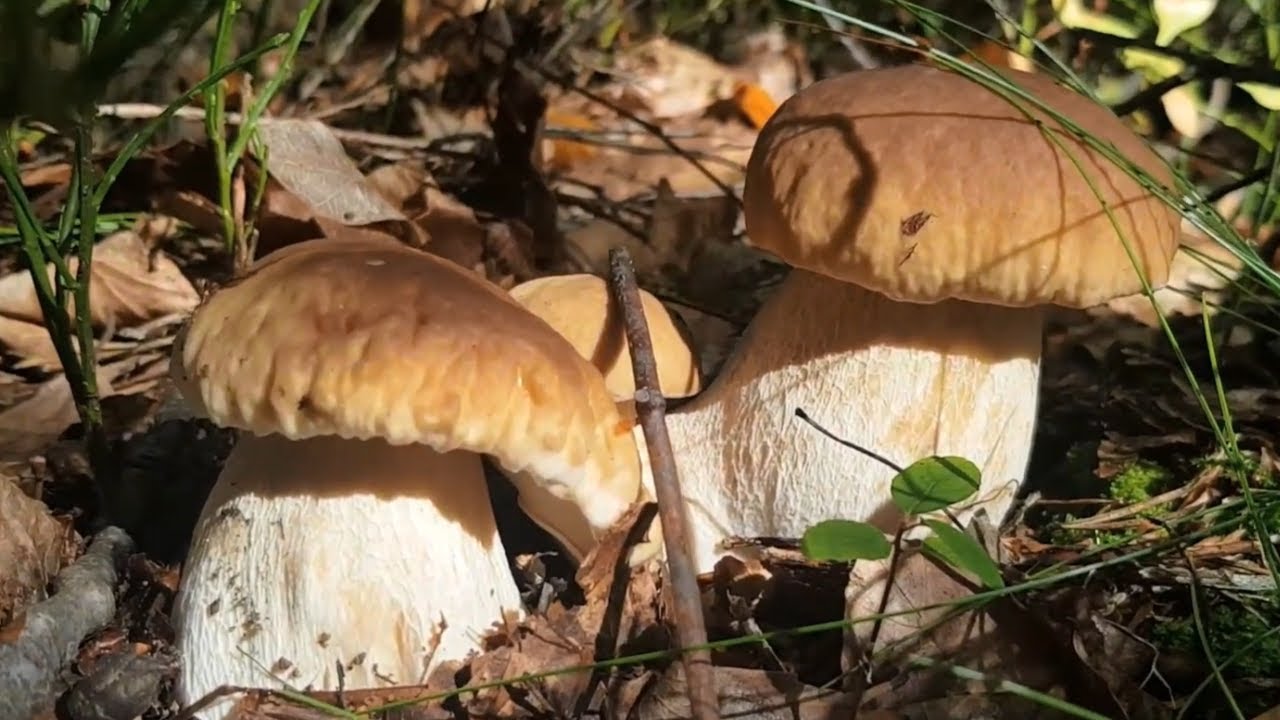 Zaczął się wielki wysyp przepięknych i grubych borowików szlachetnych! grzyby 2025 (wrzesień 2025)