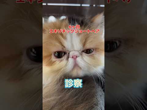1日に４回吐いてご飯も食べない6ヶ月のエキゾチックショートヘアが動物病院にやって来た！