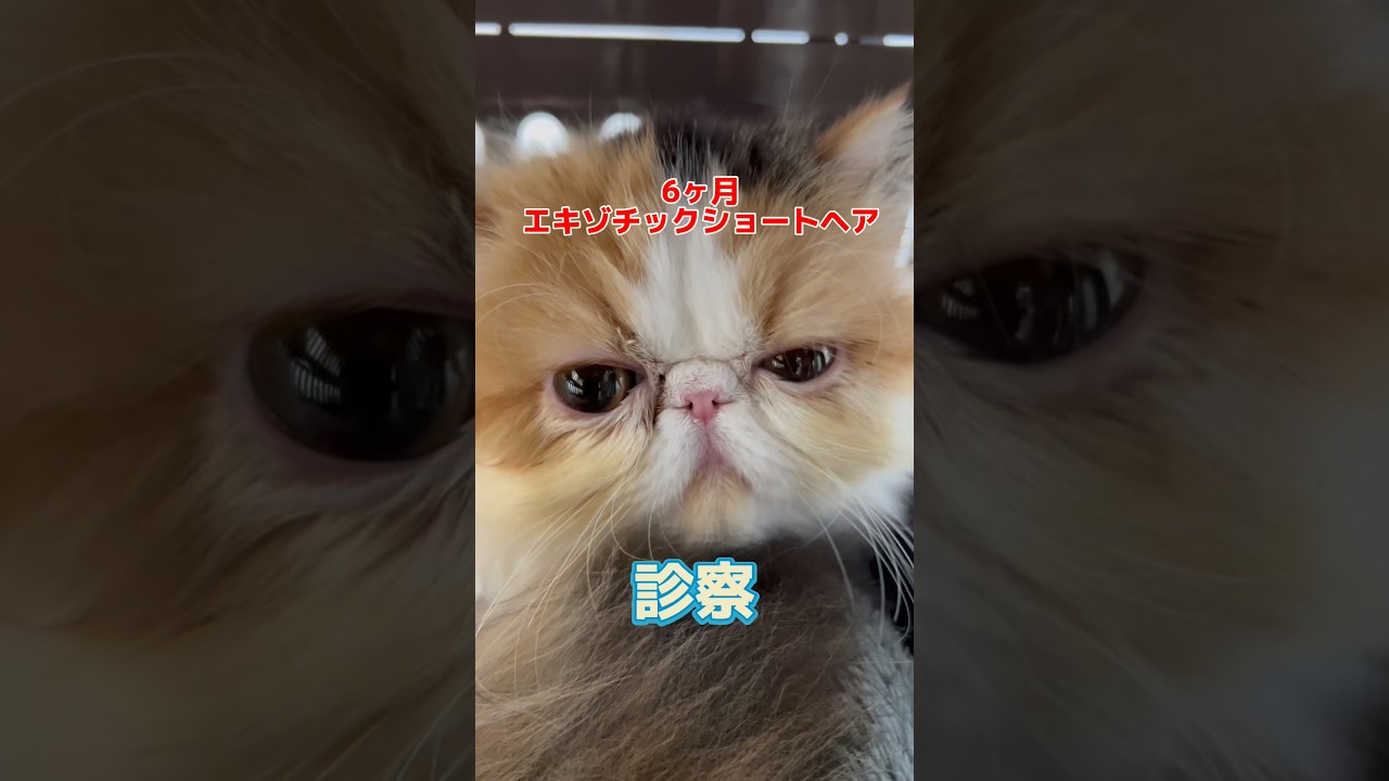 1日に4回吐いてご飯も食べない6ヶ月のエキゾチックショートヘアが動物病院にやって来た!