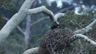 Bat hawk feeding nestling