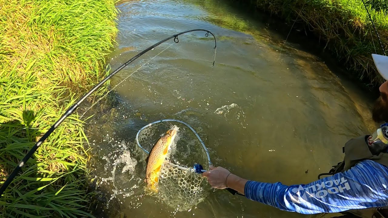 Ловля форели в Висконсине — 11 октября 2025 г.