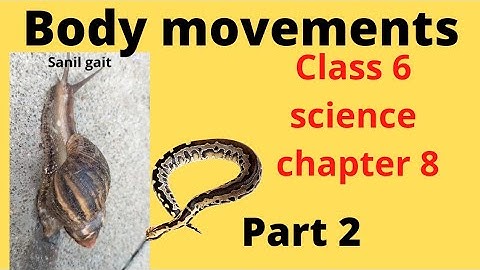 Body Movements||Class 6 Science chapter 8 | NCERT Science Class 6||part 2 Hindi