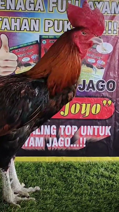 king cobra MBAH JOYO super legend mangon VVIP
