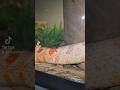Lilly Amelanistic Cornsnake shedding process #cornsnake #shedding #serpent #colubrid #reptiles #pets