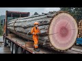 What's the BEST Tree Cutting Method to SAVE Time and Money