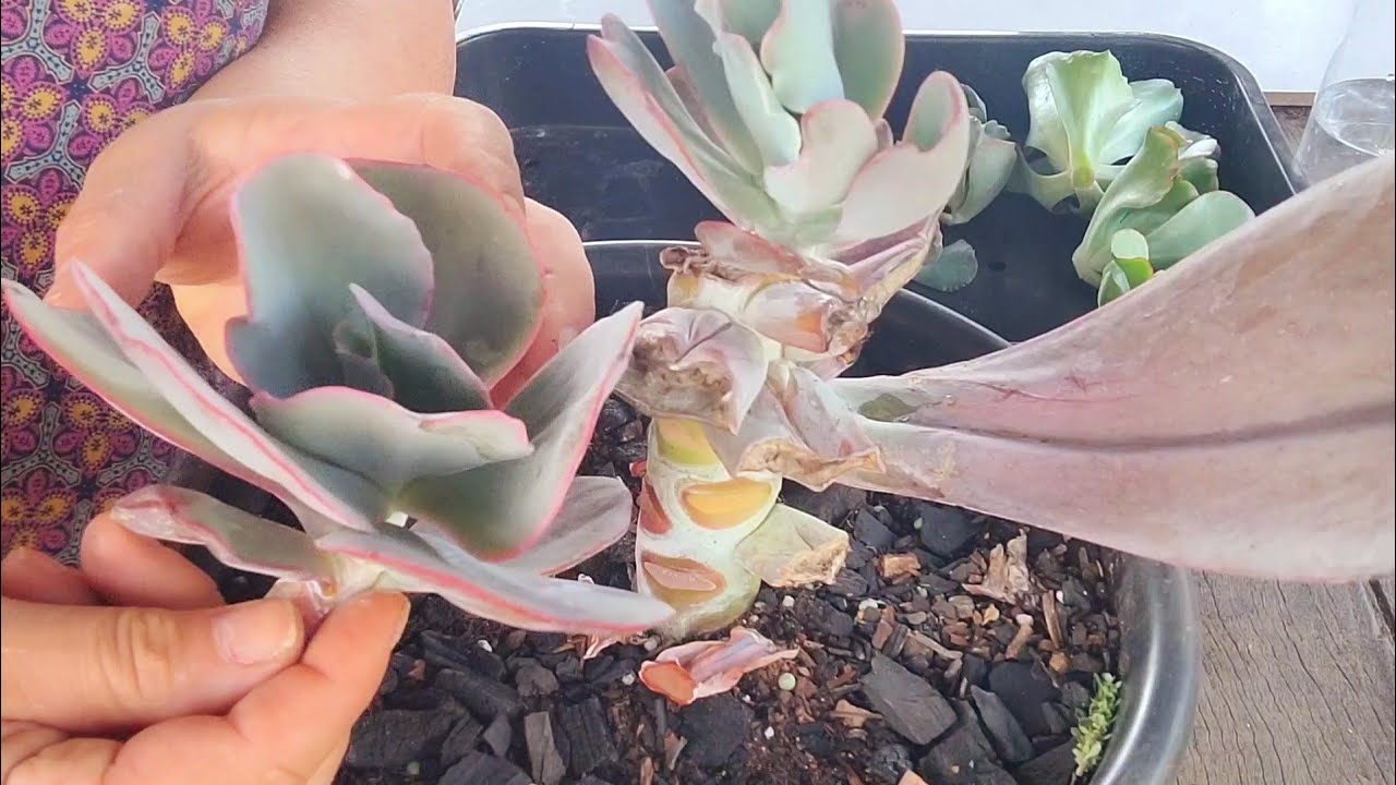 SAIBA TUDO COMO TIRAR MUDAS DOS CAULES DAS SUCULENTAS