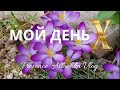 Мой день Х во ВСЁМ/Уход,питание,посадка роз/provenceallochka vlog