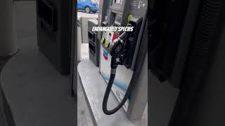 CALIFORNIA AND DIESELS #diesel #cummins #motorhome