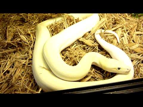 leucistic burmese python Betty White