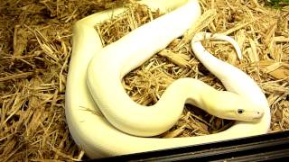leucistic burmese python Betty White