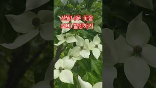 흰색과 연두빛의 꽃 산딸나무 보며 힐링하기
