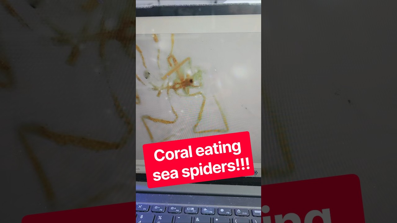 These sea spiders eat corals in aquariums! #reeftank #aquarium #oceanlife