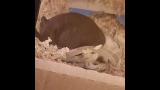 🐹 I got 2 gerbils! Their first fortnight at home 💛