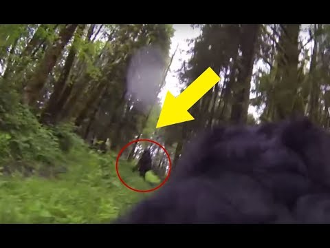 a-dog-wearing-a-gopro-camera-was-on-an-adventure-in-the-oregon-woods