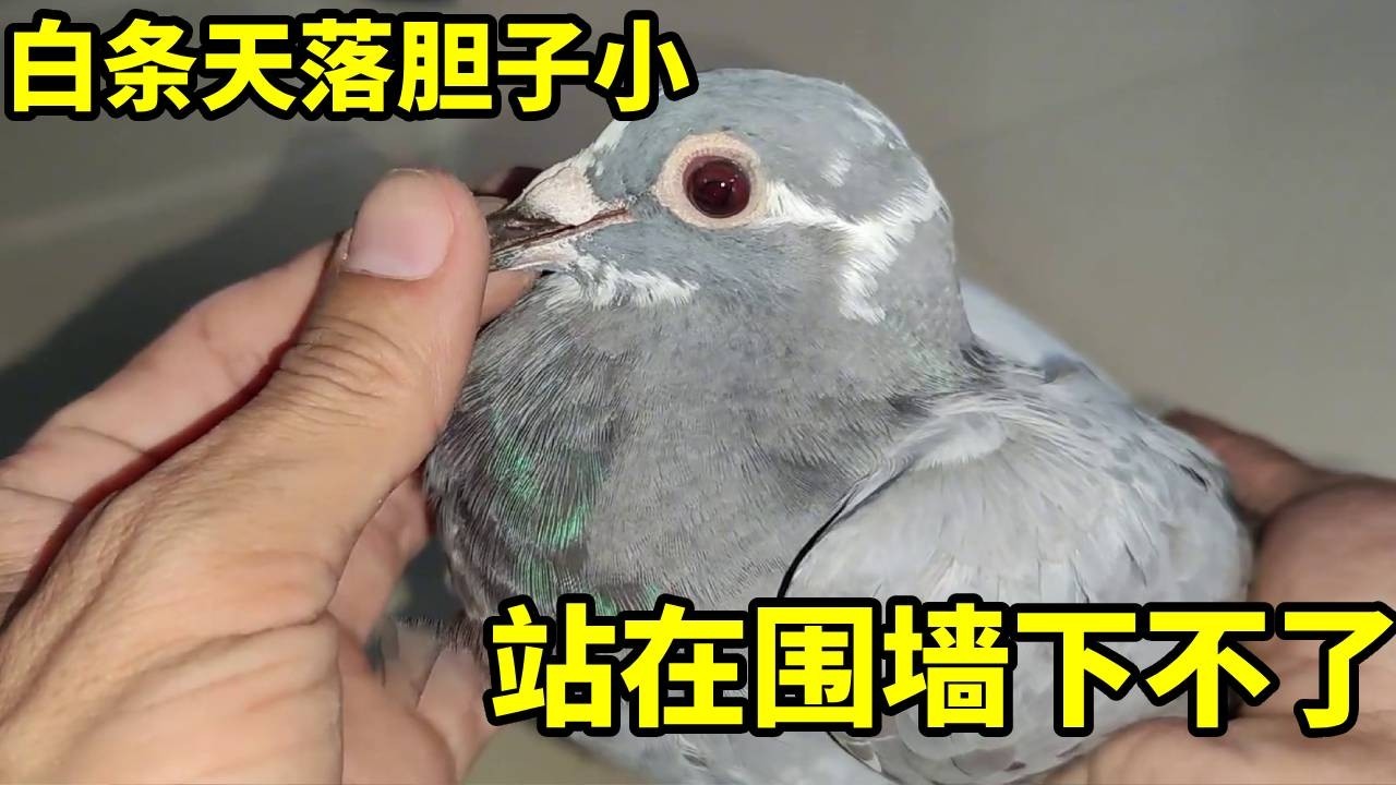 在胆小的鸽子都扛不住饥饿！天又落白条，饲料管到饱！【俏鴿】