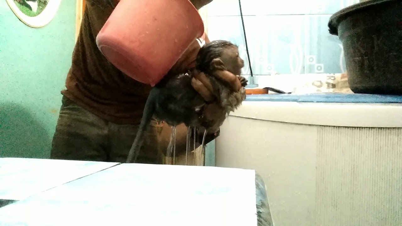 Lucu,cute,ngakak.. CARA YANG TEPAT MEMANDIKAN ANAK MONYET YANG MASIH LIAR