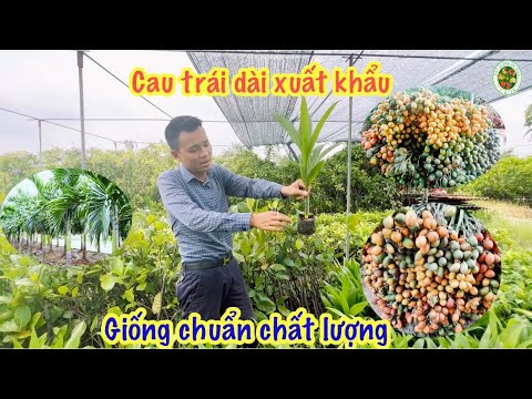 Video Cách lựa chọn giống cau trồng đem lại hiệu quả kinh tế... - youtube