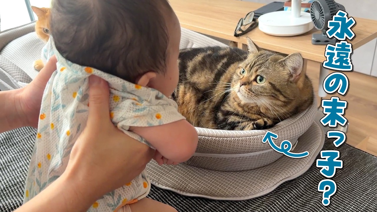 赤ちゃんに末っ子の座は譲れない甘えん坊猫が可愛い!