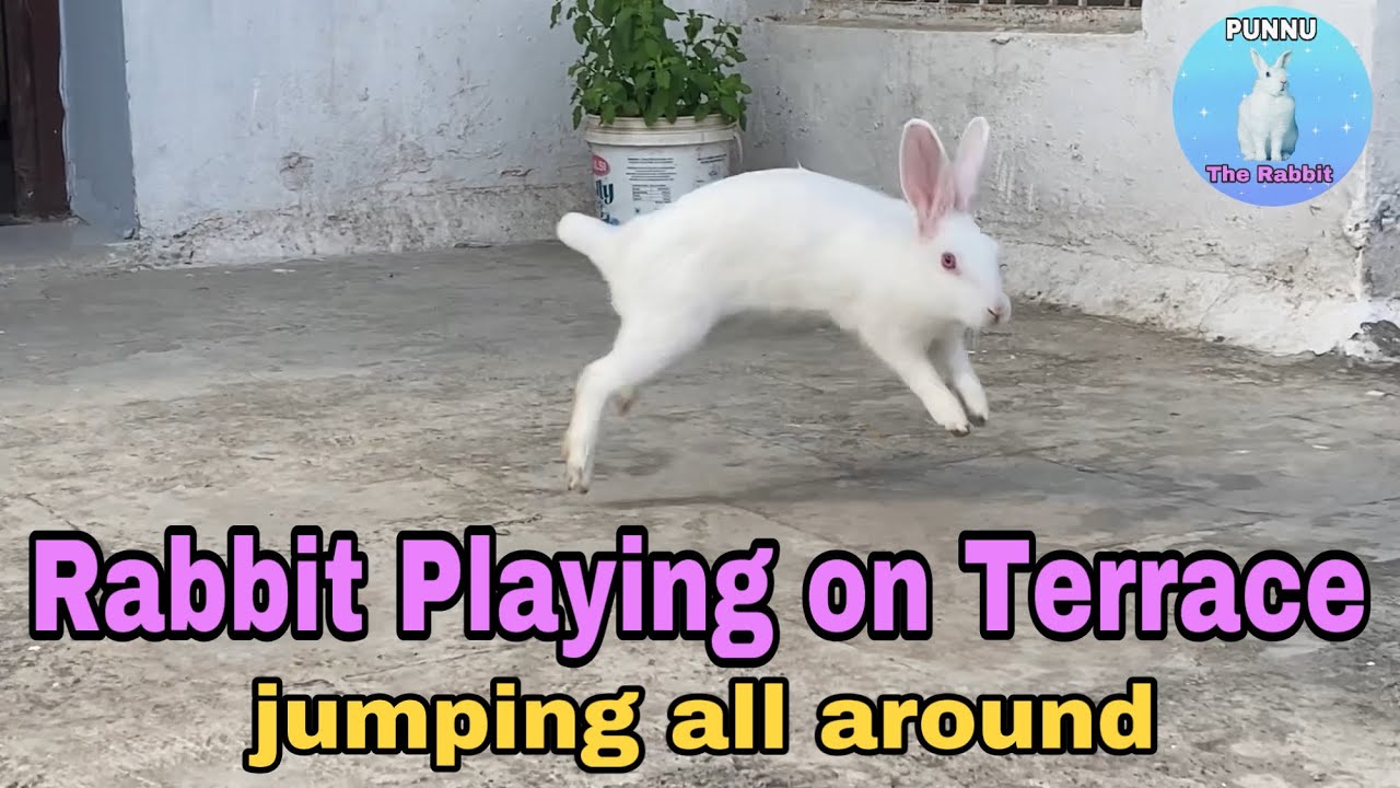 Terrace Rabbit Rabbit Playing on Terrace।ख़रगोश पुन्नु ने छत पर बहोत मस्ती करी।# ...