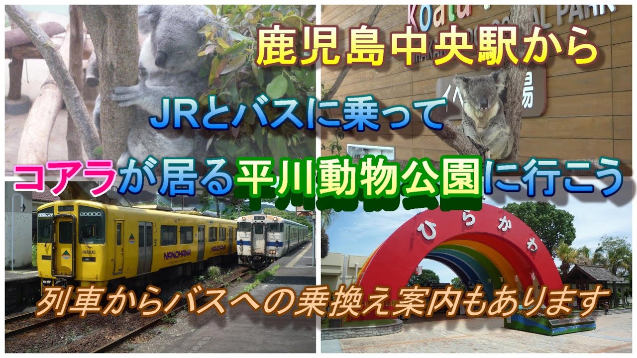 【鹿児島観光】鹿児島中央駅からJRとバスで平川動物公園のコアラに会いに行こう