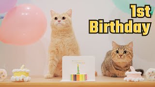 Kittens 1st Birthday🥳 - Crispy and Cream 1 Year Old