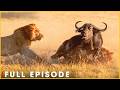 RUTHLESS TERRITORY - Dominance Is Won Through Blood (Full Episode) | Nature Animal Documentary