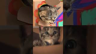 Advenrtures Of A Little Kitten  #Kitty #Kitten #Educationalvideo