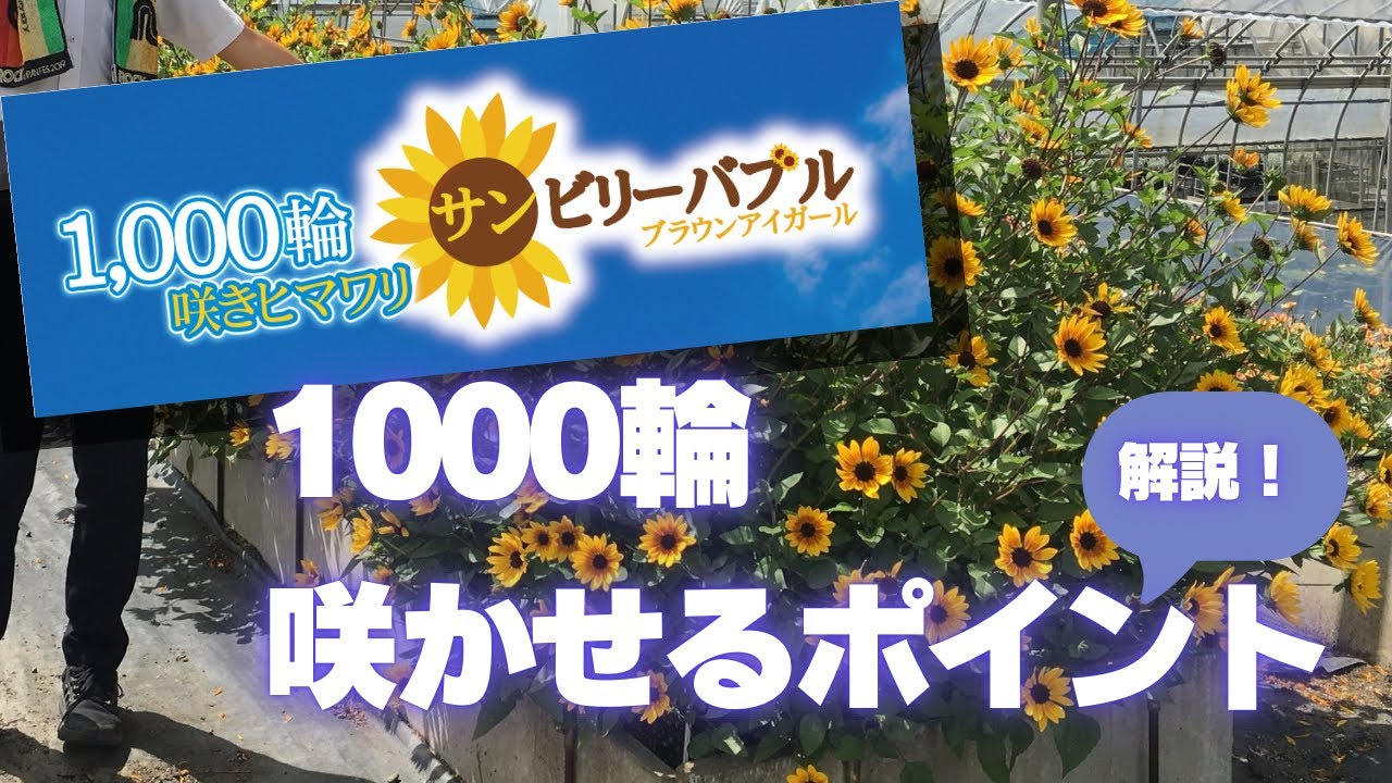 育て方解説】ひまわりサンビリーバブルを1000輪咲かせる方法🌻キラ
