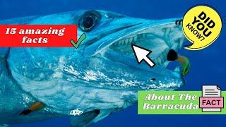 Here Are Some Amazing Facts About Barracudas