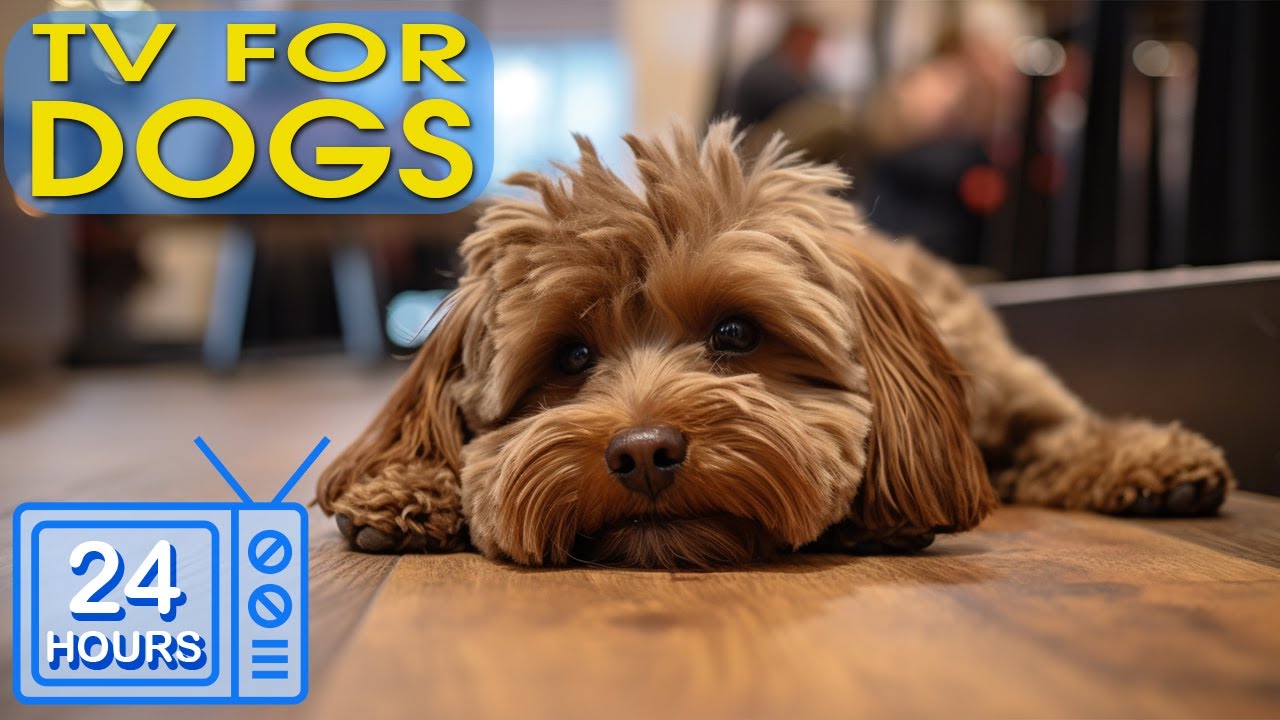 24 HOURS of Best Fun & Relaxing TV for Dogs! Video Fun Entertainment