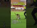 Top 5 Animal Pitch Invaders in Football 🐶🐦⚽